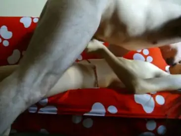 Bokep Indo ABG Jakarta Bispak Skandal ML Hotel Terekam Viral Lumer